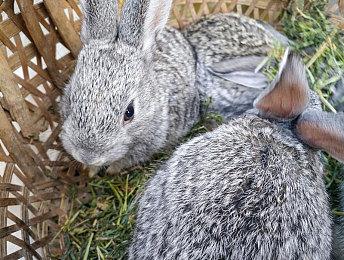 《牧场物语 橄榄镇与希望的大地》扩展季票第五波发布